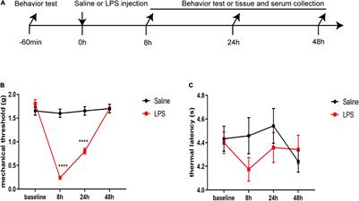 Dexmedetomidine Alleviates Microglia-Induced Spinal Inflammation and Hyperalgesia in Neonatal Rats by Systemic Lipopolysaccharide Exposure